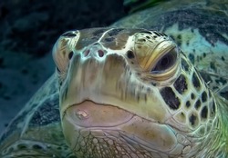 Head Of A Green Underwater Turtle On The Background Of Dark Water, Close-up.