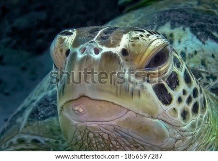 Head of a green underwater turtle on the background of dark water, close-up.