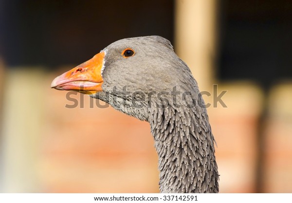 grey goose farm