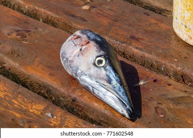 The head of a gutted dead Wahoo fish lays on the wooden pier in Santa Maria, Sal, Cape Verde after being caught. It looks sad.