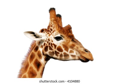 Head of a handsome giraffe, isolated on white background.