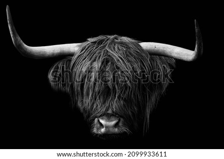 Head of a horned Highland Cattle (Bos taurus taurus). Close-up of domestic cow isolated on black background.