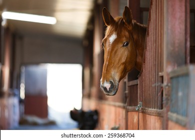 Head of horse looking over the stable doors