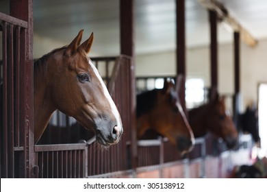 Head of horse looking over the stable doors on the background of other horses