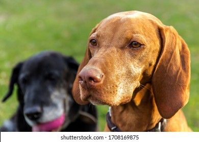 The head of the Hungarian hound female. Hungarian dog Vizsla on meadow. Pet. Dog's eyes.