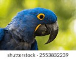 A head of hyacinth macaw (Anodorhynchus hyacinthinus)