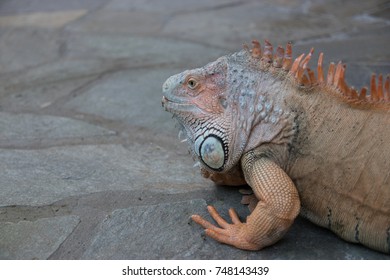 Head iguana on the background of stones