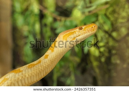 Head of an Indian python (Python molurus, albino) against green background, close-up