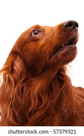 Head Of The Irish Setter On A White Background