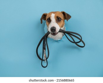 The head of a Jack Russell Terrier dog sticks out through a hole in a paper blue background with a leash in his teeth.