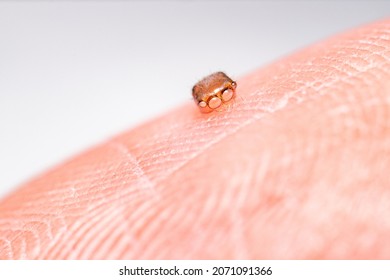 Head Of Jumping Spider Exoskeleton