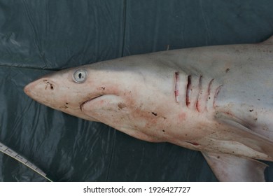 Head Of A Juvenile Spinner Shark Carcharhinus Brevipinna