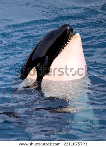 Head of killer whale (Orcinus orca) opening mouth in blue water
