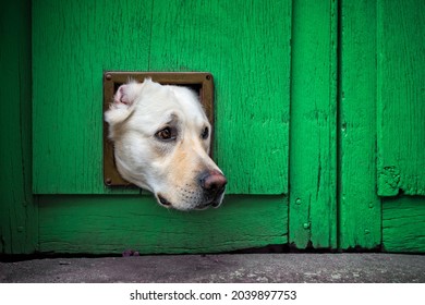 Head Of Labrador Dog Sticking Through Cat Flap In Green Wooden Door