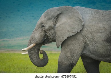 Head of a large African elephant, Loxodonta africana with ivory tusks standing in savannah grassland in a close up side view