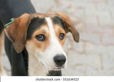 Head of a large black dog with white and brown spots, close-up