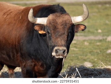 mean bull face