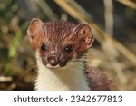 The head of the least weasel