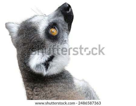 Similar – Image, Stock Photo Katta Animal Wild animal