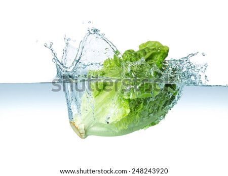 head of lettuce splashes into the water