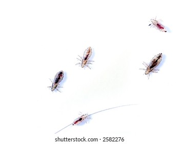 3 Malacost Images, Stock Photos & Vectors | Shutterstock