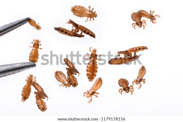 Head Lice Louse Hair Isolated On Stockfoto Redigera Nu Head Lice Louse Hair Isolated On Stockfoto Redigera Nu