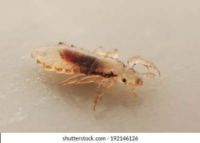 Head Lice (louse) Isolated 