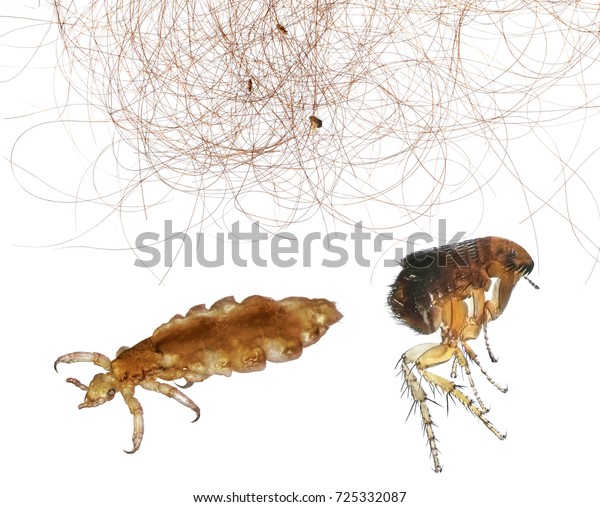 human hair fleas