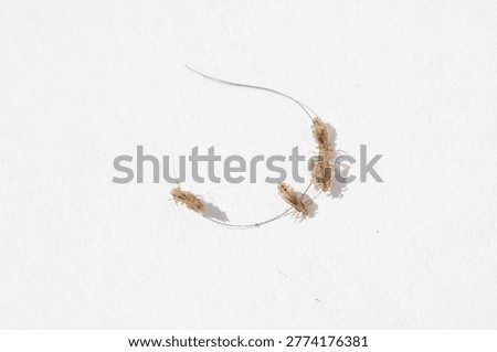 Head lice, pediculus humanus capitis, shown as parasites on a white background with hair