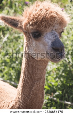 head of a lightbrown llama with sunlight from the back and a green blurred background 