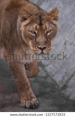 head of a lioness, look.The lioness is a strong and beautiful animal, demonstrates emotions. lion's head