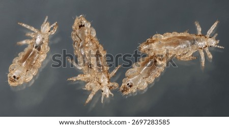 Head louse (Pediculus capitis, Pediculus humanus capitis, Pediculus humanus). Live specimens on a dark background.