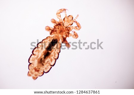 The head louse (Pediculus humanus capitis) is a parasite Live on the body, person or animal and live by sucking blood into food.