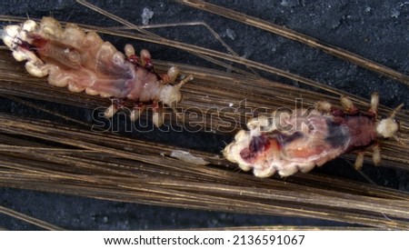 Head louse (Pediculus humanus capitis) under the microscope.