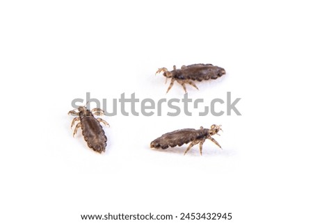 The head louse (Pediculus humanus capitis) isolated on white background