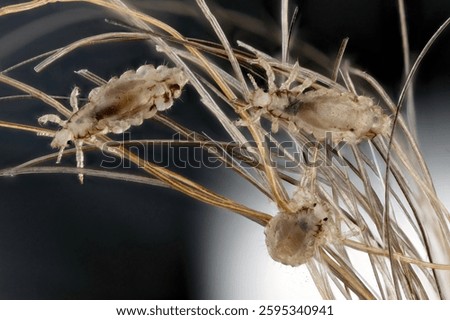 Head louse, Pediculus humanus capitis, on a human hair.