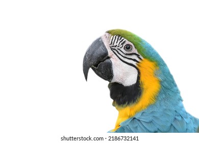 Head of macaws parrot have black stripes across on white fur face. Beak curved sharp of macaw parrot. Macaw parrot are popular bird as pet because it beauty fur isolated on white background.