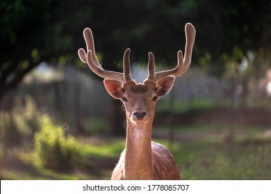 Head of a male deer. Cervus elaphus. The fallow deer Dama dama to the family Cervidae. Male - Shutterstock ID 1778085707