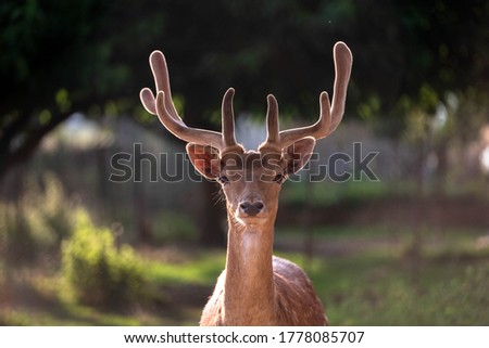 Head of a male deer. Cervus elaphus. The fallow deer Dama dama to the family Cervidae. Male