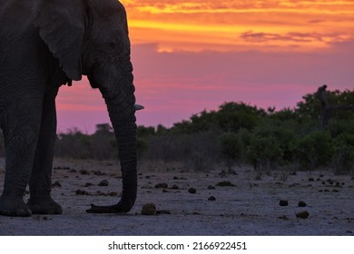 The Head Of A Male Elephant With A Trunk, The Silhouette Of An Elephant At A Watering Hole Against The Orange-pink Evening Sky. Wildlife Photography In Savuti Nature Reserve, Botswana