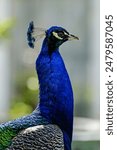 The head of a male Indian peacock