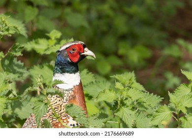 Head of male Ring necked Pheasant at RHS Garden Harlow Carr, Harrogate, Yorkshire, UK