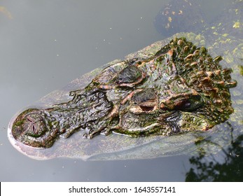
Head Of Jacaré-açu (Melanosuchus Niger) Alligatoridae Family. Amazon Rainforest, Brazil
