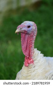 Head Or Neck Close Up Of White Turkey Bird.