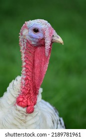 Head Or Neck Close Up Of White Turkey Bird.