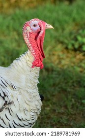 Head Or Neck Close Up Of White Turkey Bird.