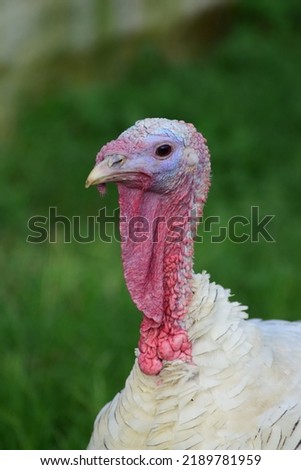 Head or neck close up of white turkey bird.