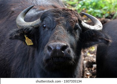 Head and neck of a domestic buffalo. These buffalo are the domestic form of the water buffalo