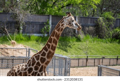 Head and neck of a giraffe - Shutterstock ID 2312038131