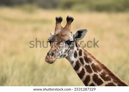 The head and neck of a giraffe.